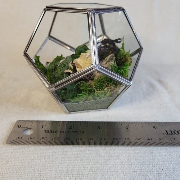 Ethically Sourced Ocean Scene in Terrarium - Picture 9 of 11